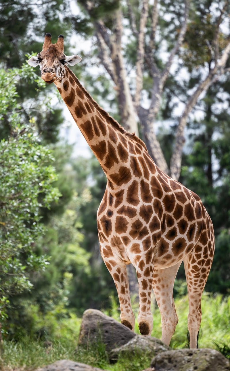 Jungle Safari